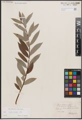 Foto von Salix daphnoides Vill.